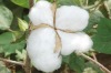 Cotton