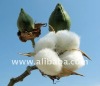 Cotton Bales