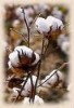 Cotton Bales