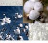 Cotton Bales - Shankar 6