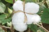 Cotton Fibre