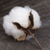 Cotton India Bales
