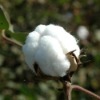 Cotton comber noil