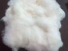 Cotton fiber