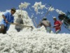 Cotton from Tajikistan