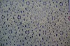 Cotton lace