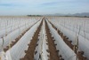 Crop Cover Nonwoven Fabric