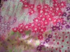 Curtains Fabrics