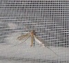 DTY 75D/100D diamond polyester Mosquito netting fabric