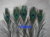 Decorative Natural Color Peacock Feather
