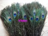 Decorative Natural Peacock Feather with Eye