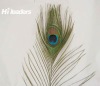 Decorative Peacock Feather