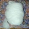 Dehaired wool fiber