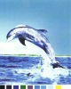 Dolphin printed fleece fabric