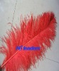 Dyed Male Ostrich Feather