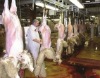 English Lamb Skins at Abattoir-1