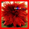 FREE SHIPPING FEDEX/DHL FACTORY OUTLETS 15-20CM QUALITY PRODUCTS rooster feather