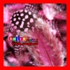 FREE SHIPPING FEDEX/DHL FACTORY OUTLETS  QUALITY PRODUCTS GRIZZLY FEATHERS