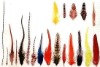 Feathers