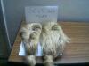 Flax Fiber ( Short, Long)