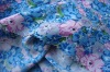 Floral printed spun rayon poplin fabric for dress/costume