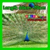 Free shipping DHL/FEDEX Top quality length 60cm-70cm eye-width 3cm beautiful natural peacock feather