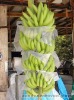 Fruit  Cover Non Woven Fabric