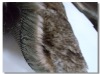 Fur Fabrics