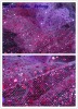 Glitter Tulle Fabric