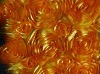GoldenSateen Dribble Flower Embroidery fabric for dress