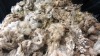 Greasy Raw Merino Sheep Wool