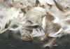 Grey duck feather