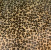 Hair on Printed Leopard