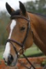 Horse Leather Bridle