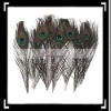Hot!! 10 x 30cm Natural Peacock Feather House Decoration
