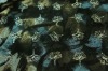 ICE VELVET EMBOSSED METALLIC PRINTED FABRIC