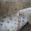 IMITATION ANIMAL FUR