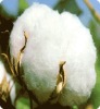 Indian Raw Cotton