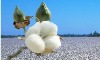 Indian Raw Cotton