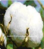 Indian Raw Cotton