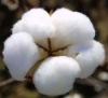 Indian Raw Cotton