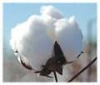 Indian Raw Cotton