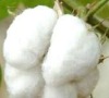 Indian Raw Cotton