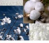 Indian Raw Cotton S-6