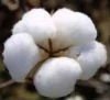 Indian Raw cotton
