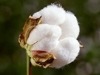 Indian White Gold Cotton