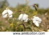 Indian raw cotton