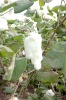 Indian raw cotton shanker-6