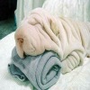 Interesting Dog Towel For Fun