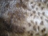 Jacquard fake fur